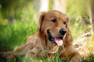 How to Break a Dog’s Poop-Eating Habit