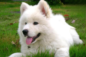 Why Do Dogs Develop Pica?
