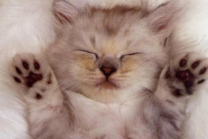 Treating Cat Stomatitis: What You Should Know