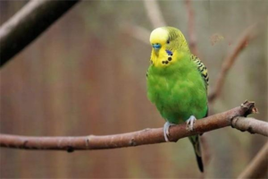 Does a Parrot Fluff Up When It’s Angry?