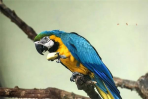 How to Tell Parrot Fluffing from Normal Puffing