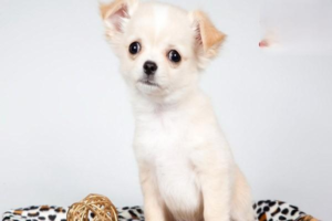 Common Diseases in Senior Dogs