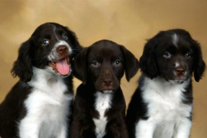 What Kind of Dog Food Is Best for Your Dog?