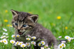 Basic Facts About Cat Physiology