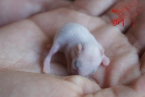 Three Principles of Feeding a Hamster