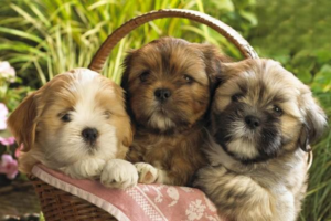 What Are the Warning Signs of Eye Problems in Dogs?