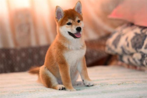 Why Won’t Your Dog Gain Weight?