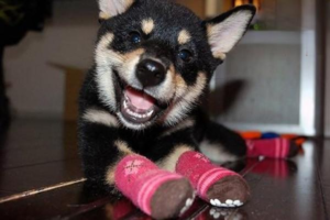 What Happens When a Dog Is Malnourished Long-Term?