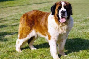 Why Do Dogs Lunge on the Leash?