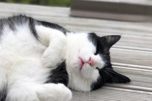 Why Does a Siamese Cat Turn Black?