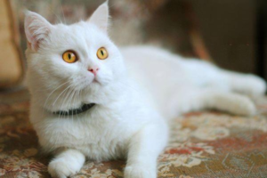What to Do When a Cat Strains but Cannot Urinate