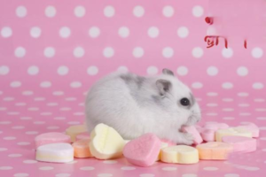 Why Do Hamsters Get Skin Disease?