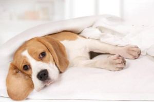 What Stresses Your Dog?