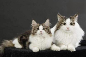 Why a Male Cat Suddenly Smells Strongly of Urine