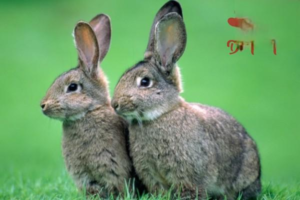 Acute Enteritis in Baby Rabbits