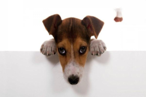 Bacterial Infections in Dogs and Cats: Symptoms and Medications