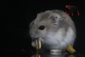 Can a Hamster Wear a Leash?