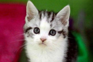 Signs of Heat in Cats and How to Care for Them