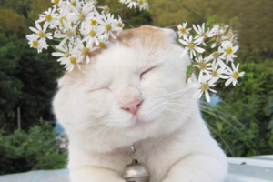 How Long Does It Take for Cat Jaundice to Fade?