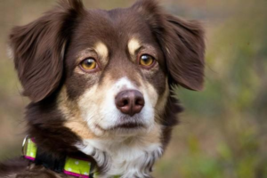 Feeding Your Dog: Key Precautions
