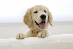 What Do Dog Sleeping Positions Mean?