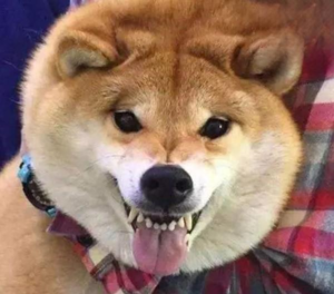 How Long Does It Take a Dog to Recover from Overeating