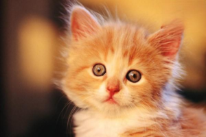 What Does a Cat’s Purr Mean?