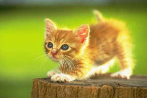 What to Do About a Cat’s Black Chin