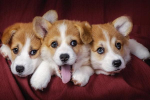Dog and Cat Whelping Guide: Prenatal, Labor, and Postpartum Care
