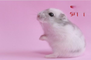 Signs a Hamster Is Entering Old Age