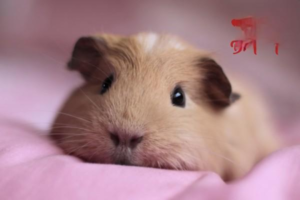 Best Pairing Options for Silver Fox Hamsters