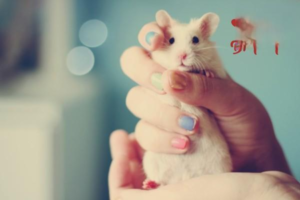 Why Do Hamsters Get Heatstroke?