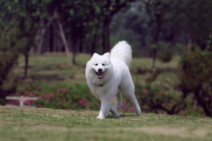 What Causes Dog Diarrhea, and How to Treat It?