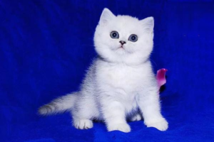 Do You Know Why Cats Wag Their Tails?