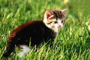 Signs That Your Cat Is Sick