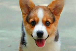 What Should a 2-Month-Old Corgi Eat? How to Feed It