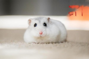 How to Choose a Hamster Cage