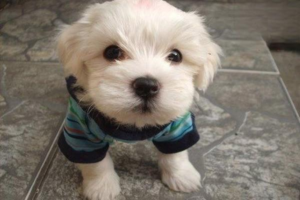 A Brief Look at Dog Kidney Failure