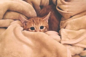 Where Does Your Cat Like to Sleep? What the Spot Means
