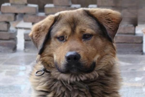 How to Keep Your Dog Warm During a Cold Snap