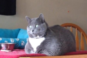 How to Tackle Cat Shedding