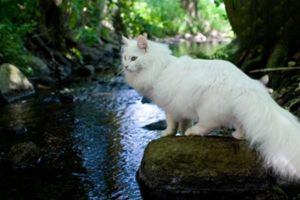 How to Help a Kitten Recover from Ringworm Quickly