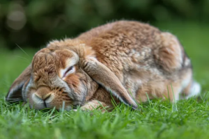 Why Do White Rabbits Have Red Eyes?