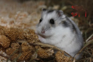 An Introduction to Roborovski Dwarf Hamsters