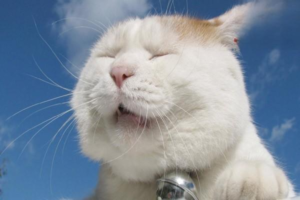 Can Cats Get Glaucoma?