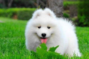 Prevention and Treatment of Dog Stomatitis