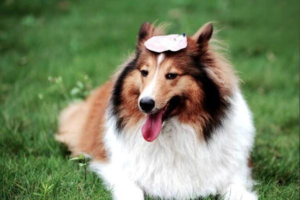Are Upright-Eared Dogs Smarter?