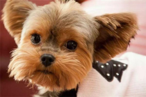 What You Should Know About Dog Vaccines