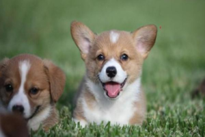 When Should a Dog Be Vaccinated?