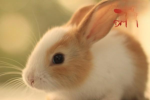 How to Raise Meat-Rabbit Meat Yield